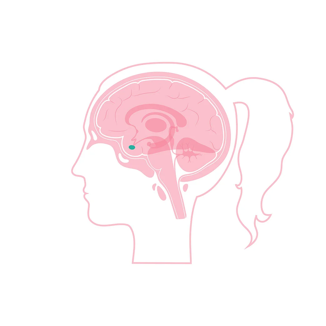 Grafik af hjerne set fra siden