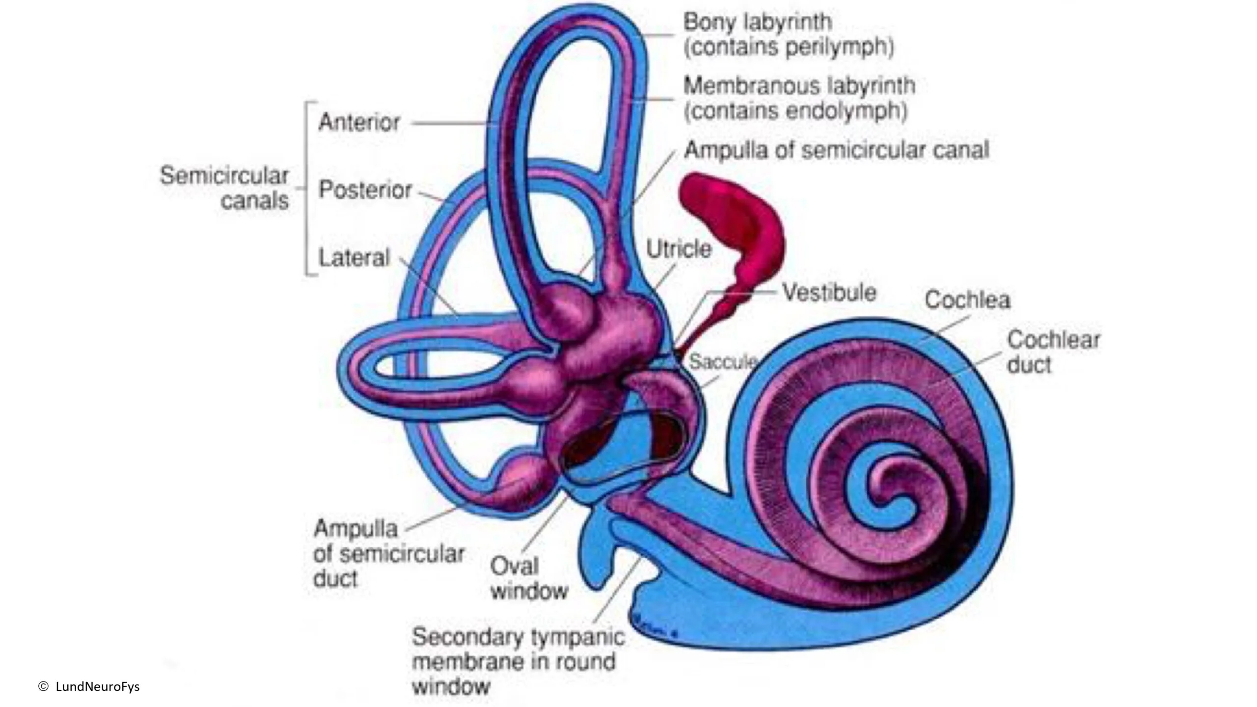 Mette Steenkjær Lund - Hjernerystelsesforeningen